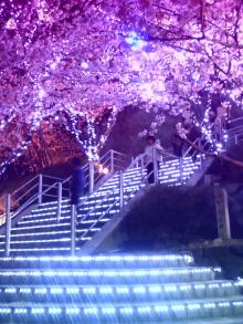sakura1