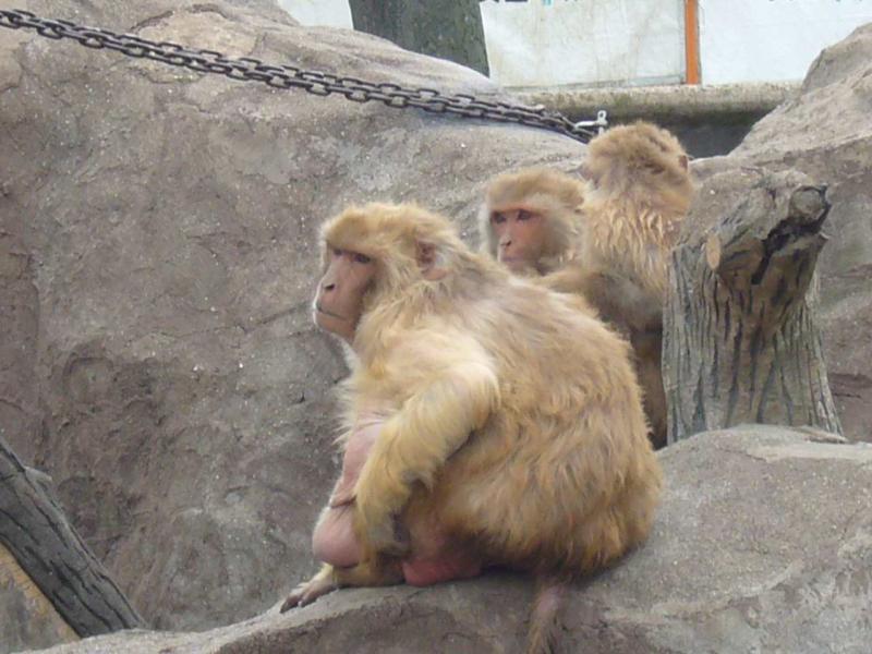 大浜公園　猿島
