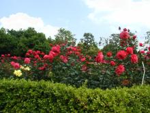 五月の薔薇-8