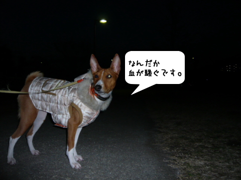 バセンジーあずきのブログ