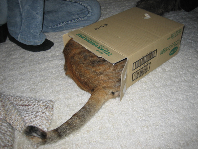 小箱とこデブ猫