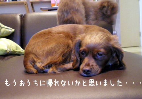 SHAMPOO★BAMBI★POKKEとHappyLife