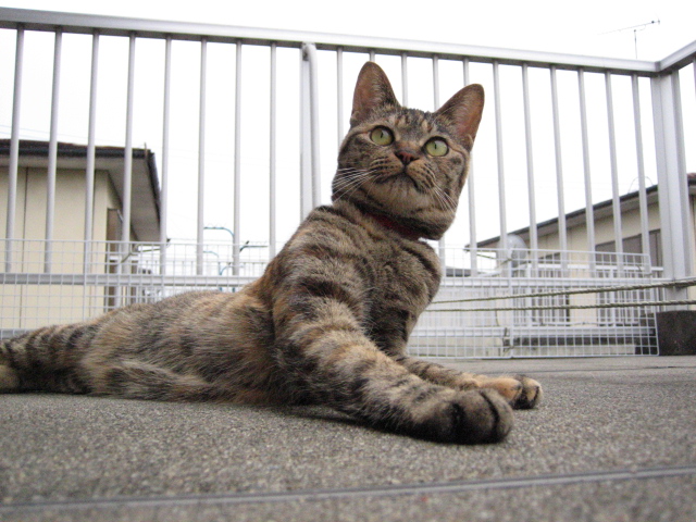 突然大はじゃぎ