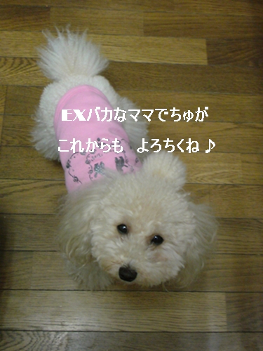 ☆ジュエルとレオのハッピーらいふ♪