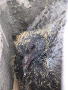 鳩の赤ちゃん