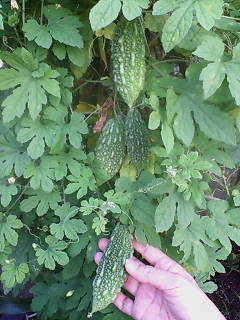 20080802175204.jpg