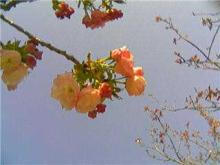 八重桜