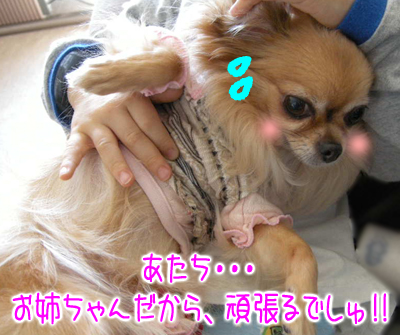 Shinoとあげはと龍之介 -ほんわかチワワン日記-