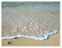 WeBeesHawaii iBeeブログ