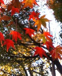≪　有栖川紅葉 ～ 補色のコントラスト　≫