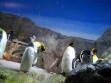 pengin