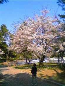 桜2
