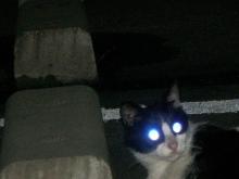 野良猫ブッチーニ