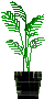 観葉植物2