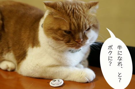 スコ猫くまきち日和＋