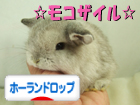 にほんブログ村 うさぎブログ ホーランドロップイヤーへ
