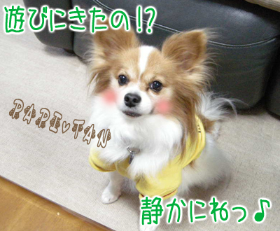 Shinoとあげはと龍之介 -ほんわかチワワン日記-