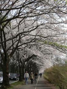 sakura