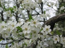 スモモの花