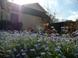 Apple Tree House Garden5