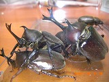 カブトムシ