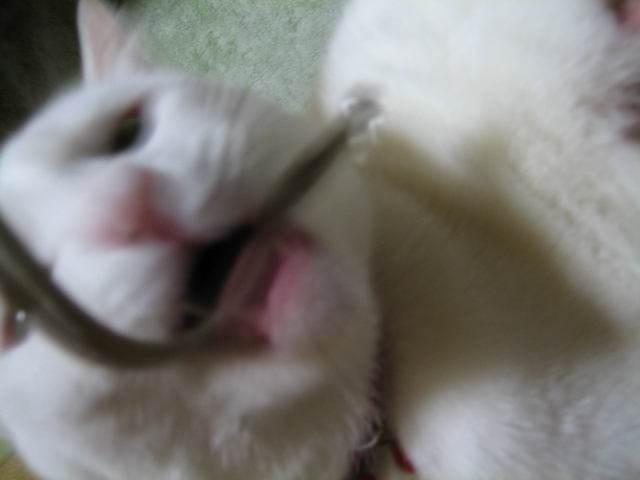 ���⤹�뾮�ǥ�ǭ