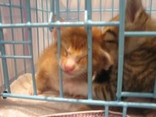 いやし