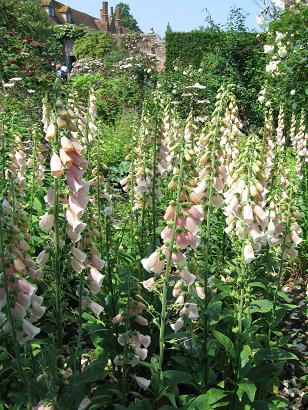 English garden