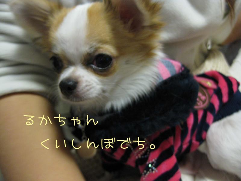チワワ　ルイ型(・∀・。)タラちゃんもいるよ。