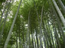 高台寺の竹林