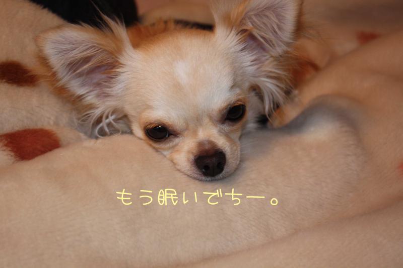 チワワ　ルイ型(・∀・。)タラちゃんもいるよ。