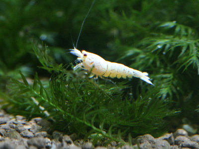 171.a