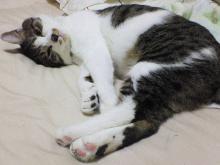 眠いですにゃ