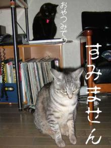 yasumi