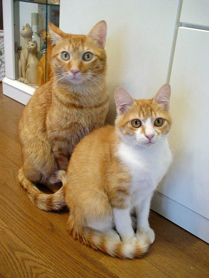 ふぅちゃん＆まめちゃん