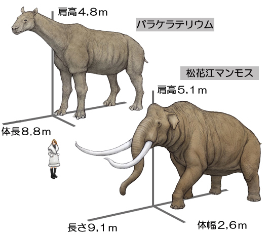 パラケラテリウムと松花江マンモス