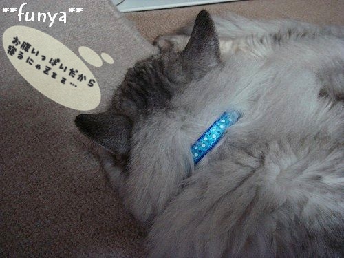 にゃんことトイプードルとふにゃ
