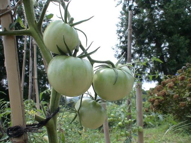 ♪窓の外では納豆売り声を嗄らして納豆ウリきっと誰かがふざけて納豆売りの真似をしているだけなんだろ