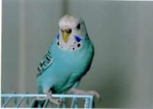 ot_chiko1_3