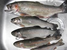 茨城大学　釣り部　