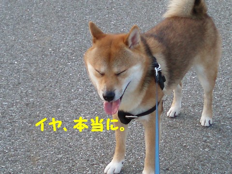 イヤ、本当に