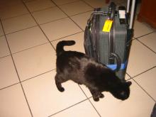 catinbrussels02
