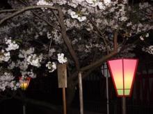 造幣局の桜