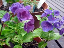 紫陽花