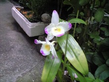 CA390234.JPG