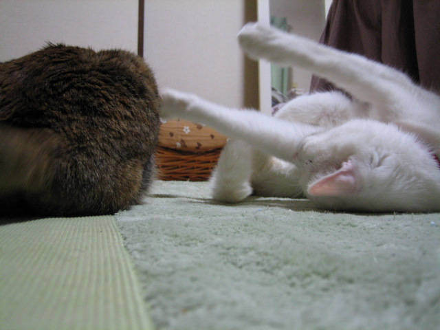 ͷ��Ǥ褩��