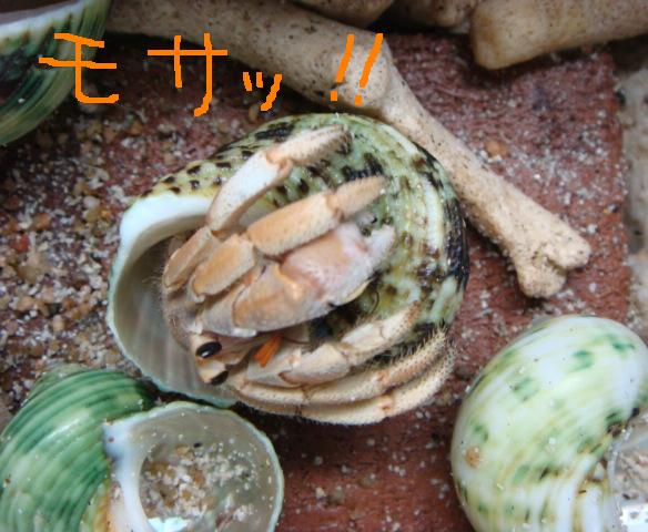 @おかやどかりな毎日-モサッ!