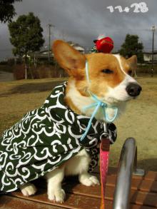 11+28☆コーギーライダーのblog-イヤちゃうねん