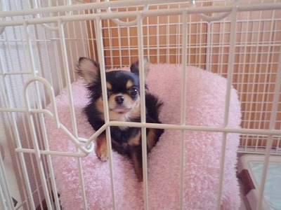 小チワワ日和