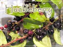Huckleberry1